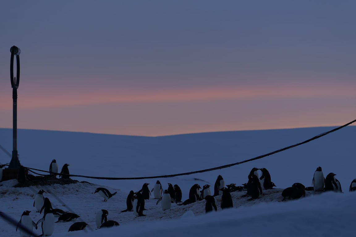 Пингвины. Фото: Национальный антарктический научный центр/Александр Мацибура и Анна Соина