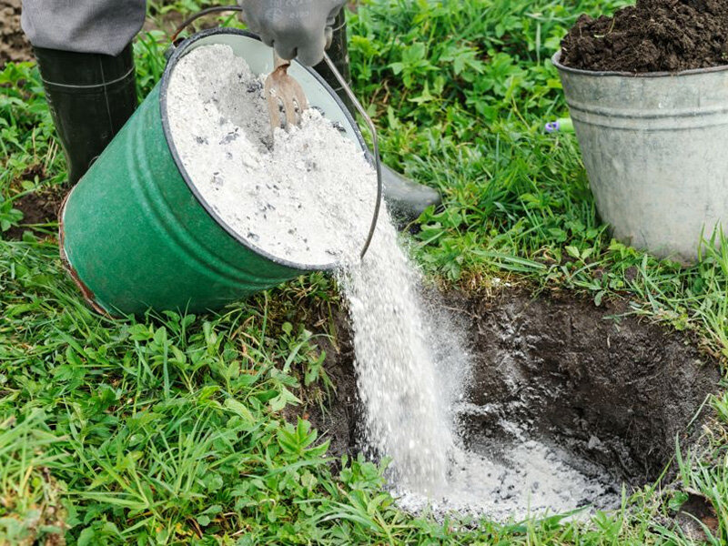 Человек, рассыпающий золу на участке