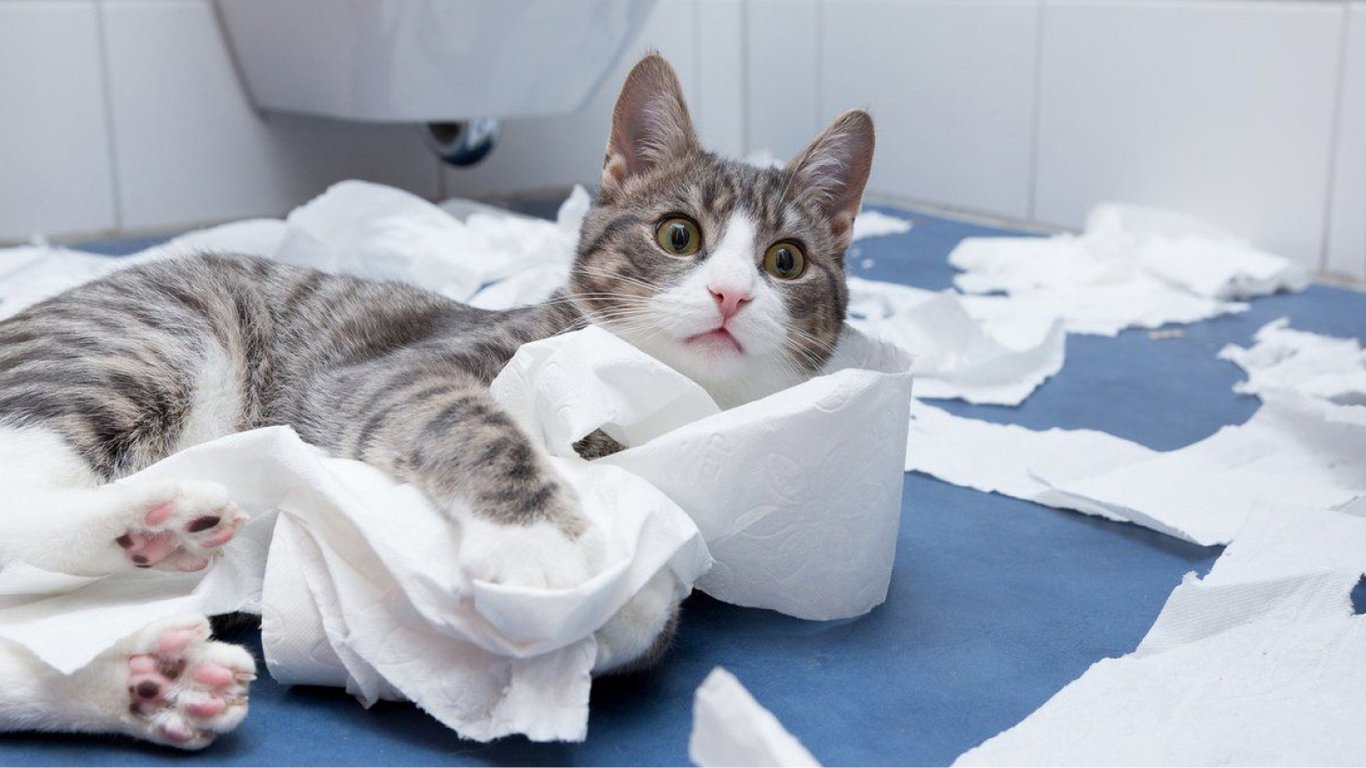Как избавиться от запаха кошачьей мочи в домашних условиях — необычный способ