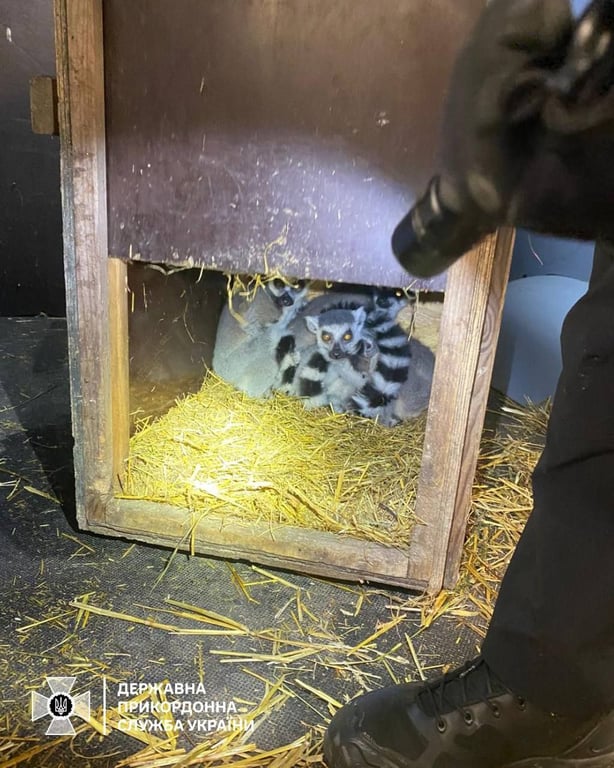 На кордоні затримано громадянина Польщі без документів на екзотичних тварин