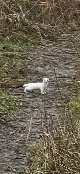 Біле хутро без зими — на Одещині клімат губить горностая - фото 1