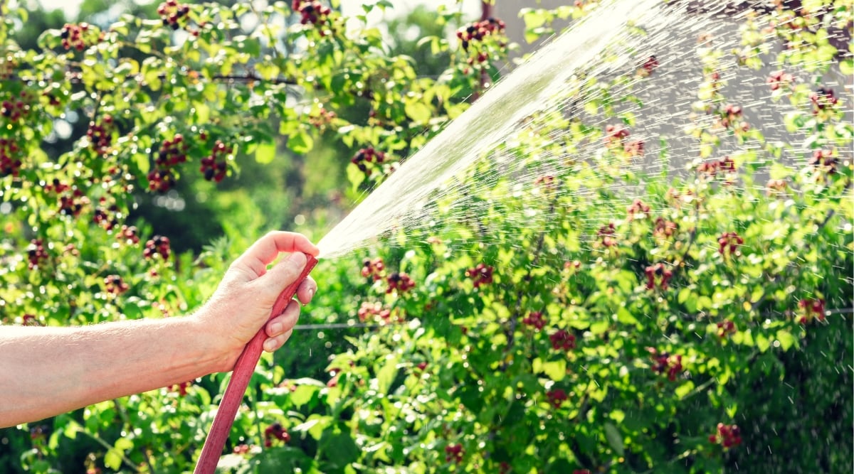 Полив ежевики