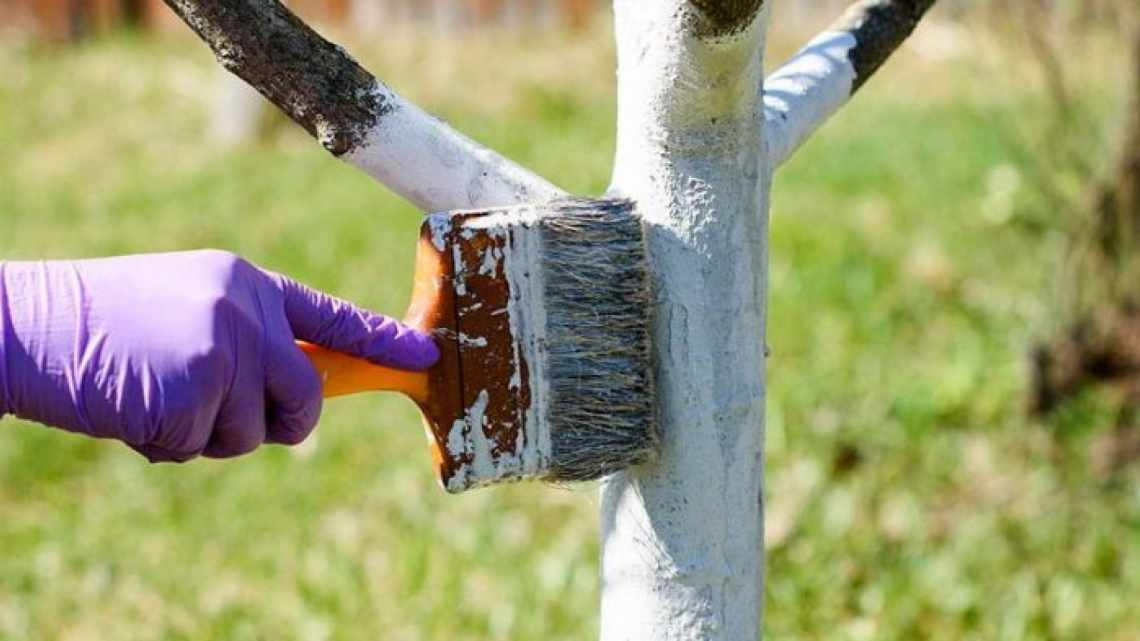 Побелка дерева
