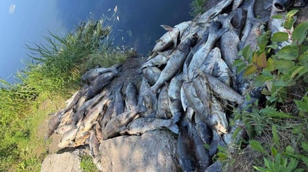Екологічне лихо: на Київщині загинуло близько трьох тонн риби - 304x171