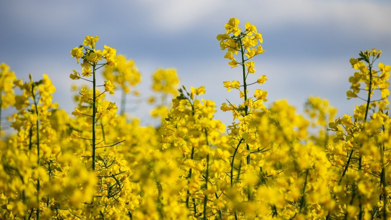 Коли сіяти гірчицю як добриво
