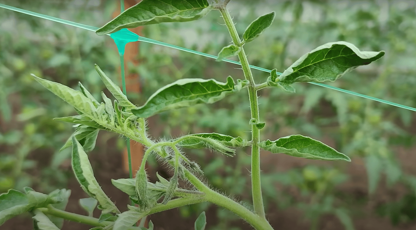 Скрученные листья помидоров на огороде