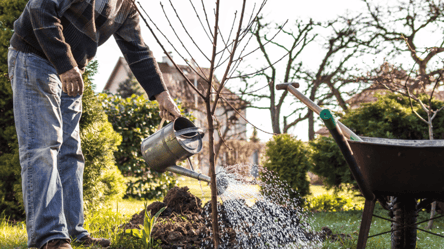 Чем подкормить яблоню и вишню осенью — советы садоводам - 285x160