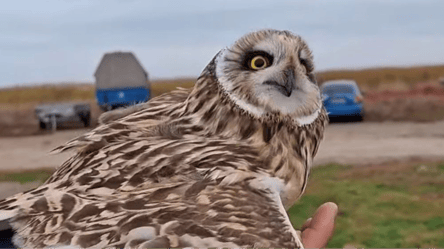 На Одещині виявили рідкісного птаха — що про нього відомо - 290x166