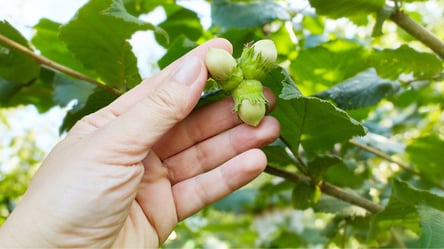 Самые урожайные сорта фундука — что стоит сажать на участке - 285x160