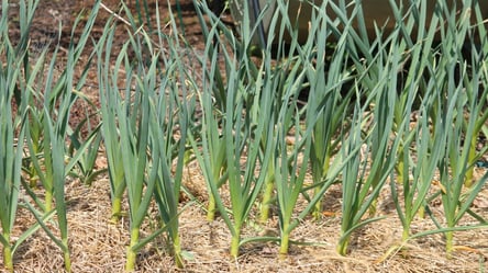 Что стоит посадить после чеснока — лучшие культуры для урожая - 290x160