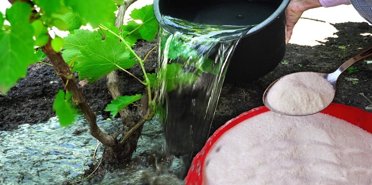 Процесс подкормки винограда в саду