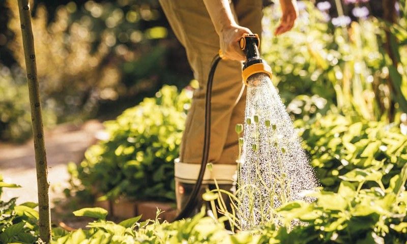 Человек, поливающий свой участок на солнце