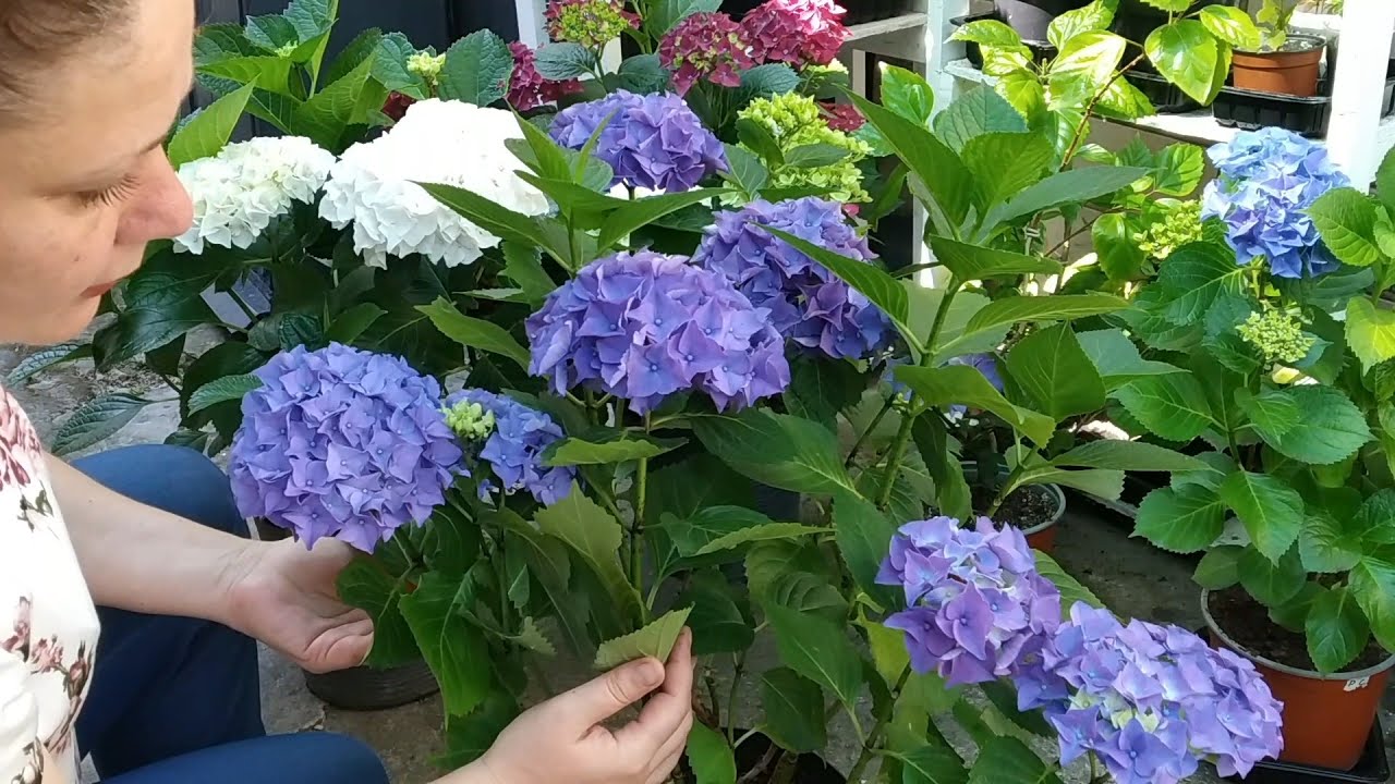 П'ять рослин, які потрібно обрізати у серпні — гортензії