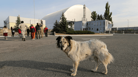 Науковці дослідили собак Чорнобиля — результати вражають - 285x160