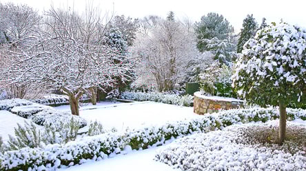 Недооцененный зимний уход — когда деревья нуждаются в воде - 290x160