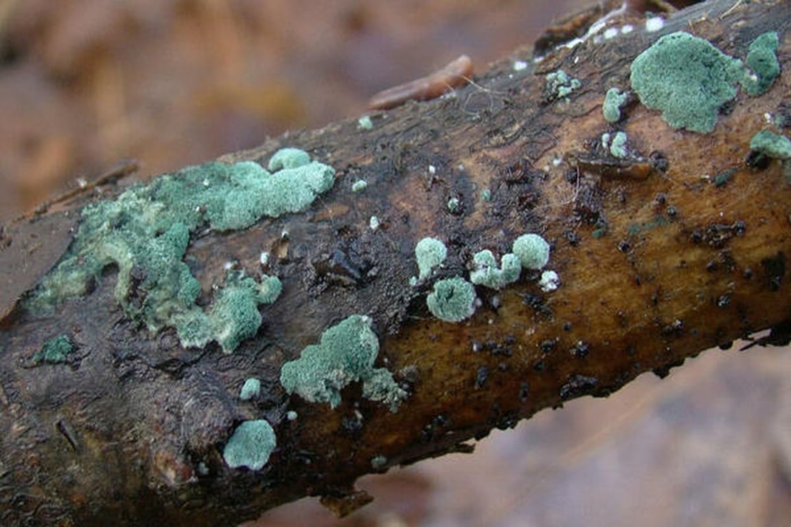 Триходерма