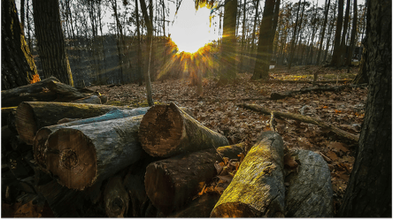 Де в Україні категорично заборонено брати дрова у 2025 році - 285x160