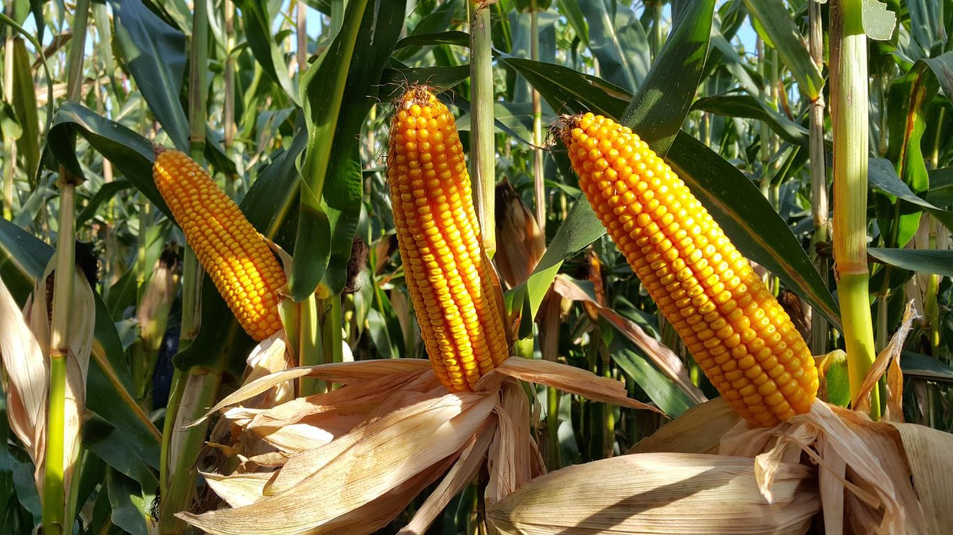 Ціни на кукурудзу в Україні 2023