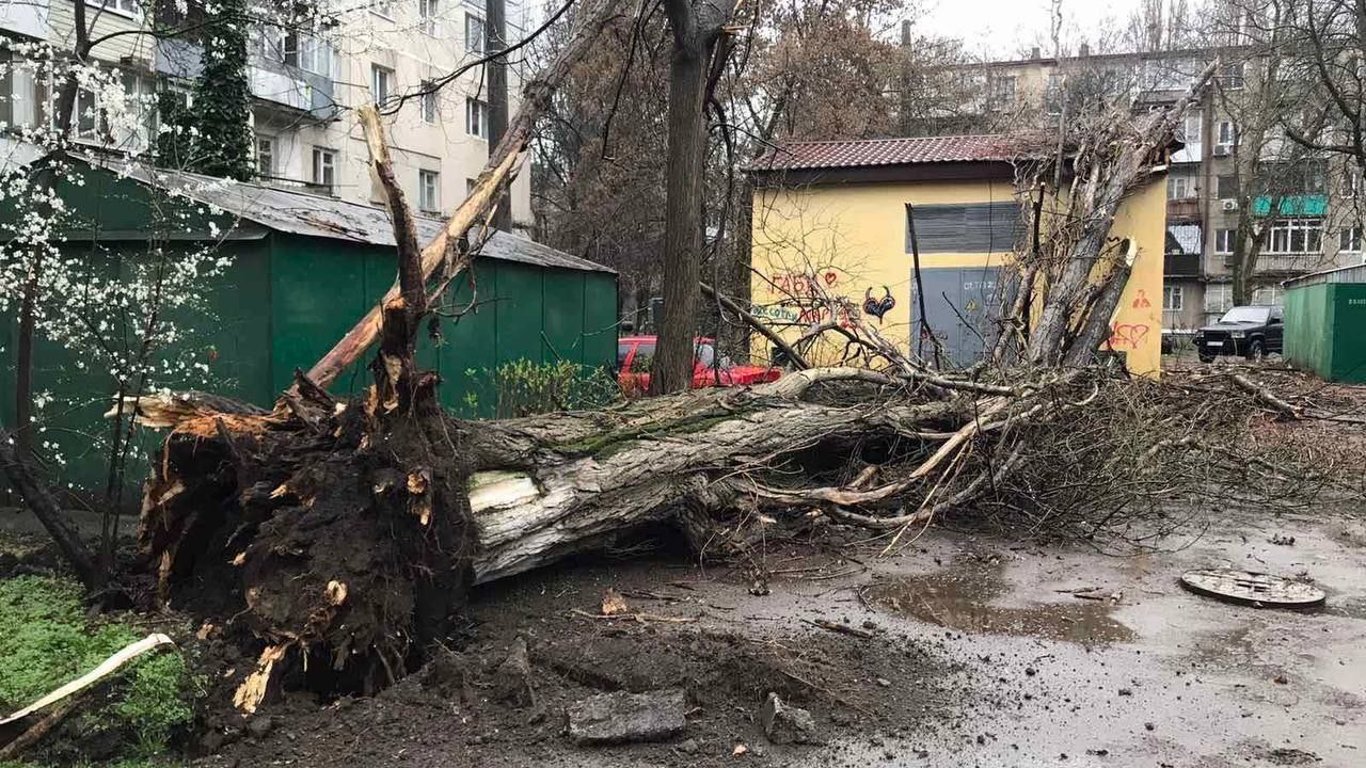 В Одессе дерево упало на женщину: в каком состоянии пострадала
