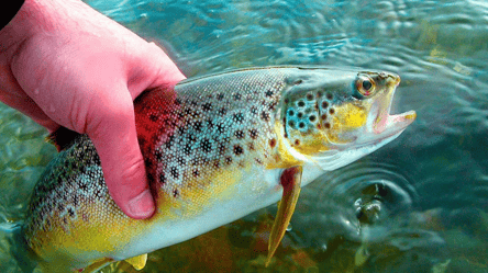 Де ловити "царську" рибу в Карпатах — місця, де клює форель - 285x160