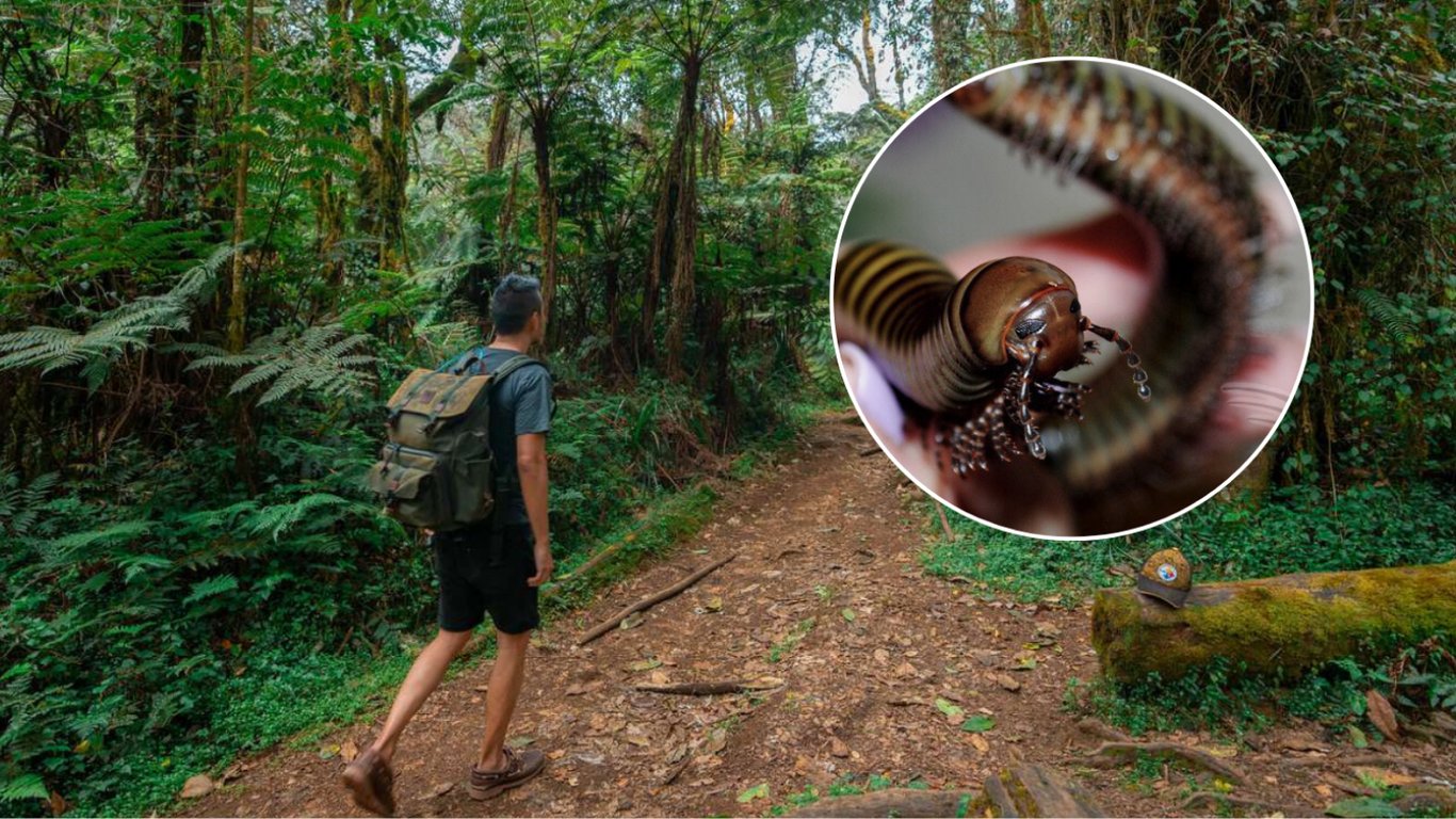 В джунглях Танзании скрывалось неизвестное существо, похожее на пришельца — фото