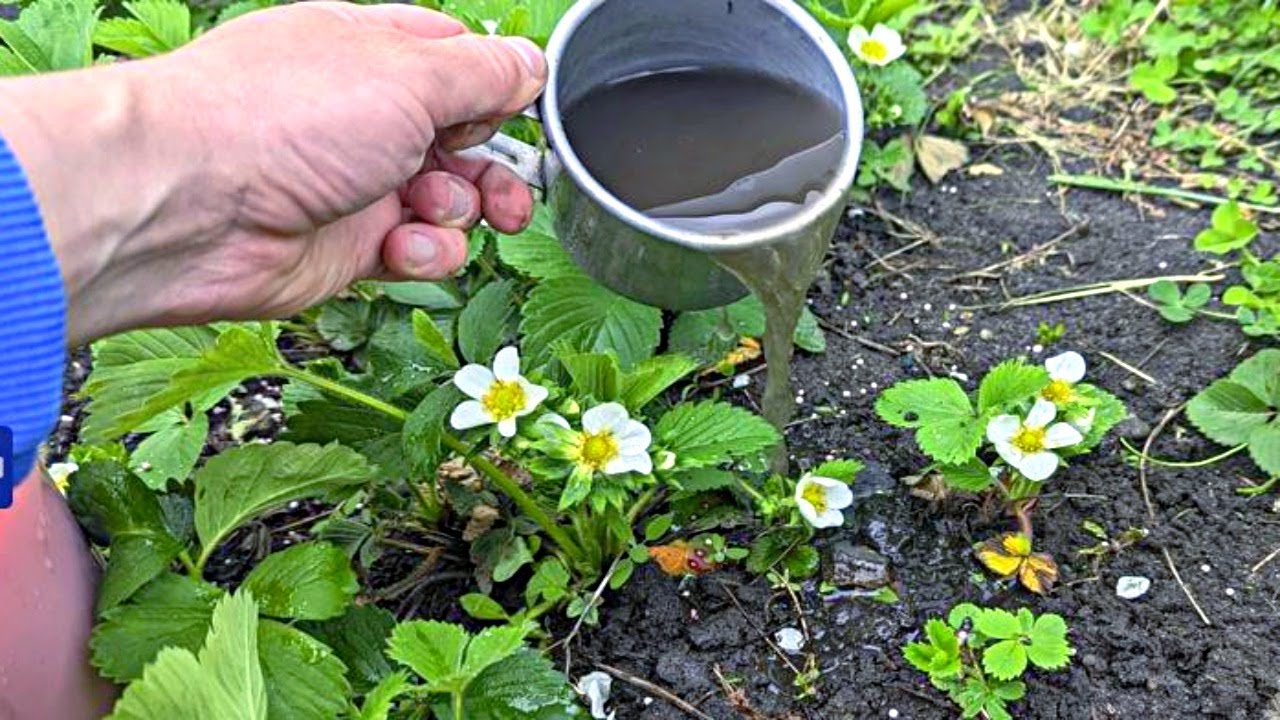 Полив клубники