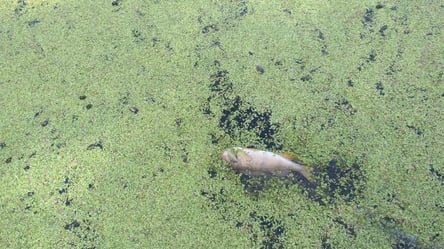 У водоймах Миколаївщини масово гине риба — у чому причина - 290x166