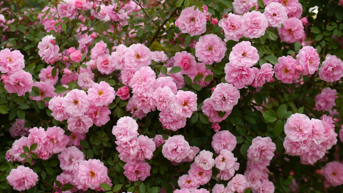 Квітучий курс сорту Джон Девіс