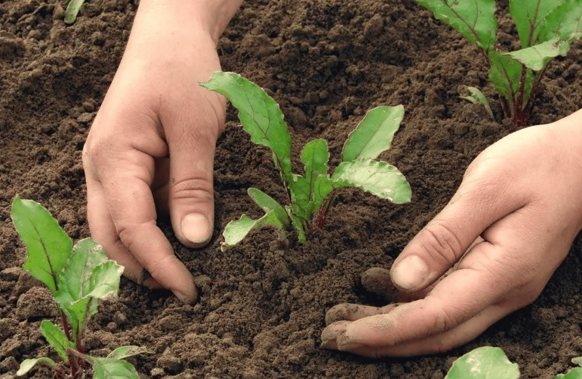 Растения свеклы