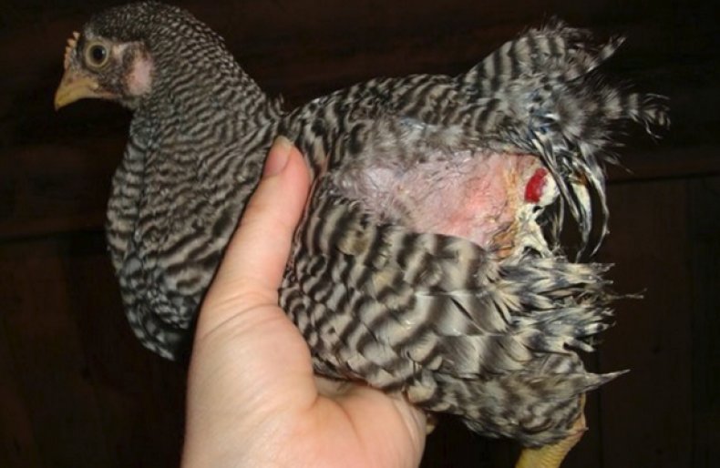 Курица со вшами