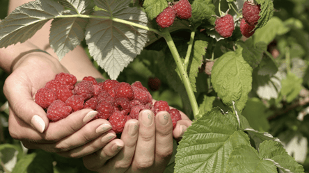 Малина вибухне врожаєм — три підживлення до бруньок - 285x160