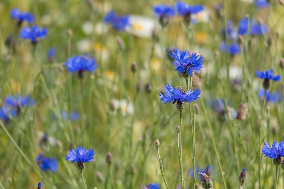 Васильки синего цвета в поле