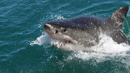 В Египте акула съела россиянина: ужасное видео - 285x160