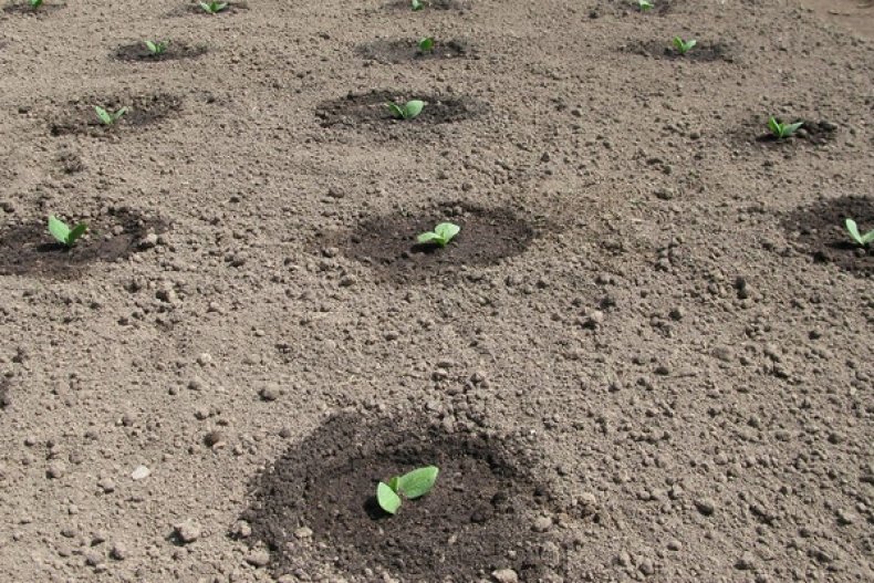 Растения арбузов