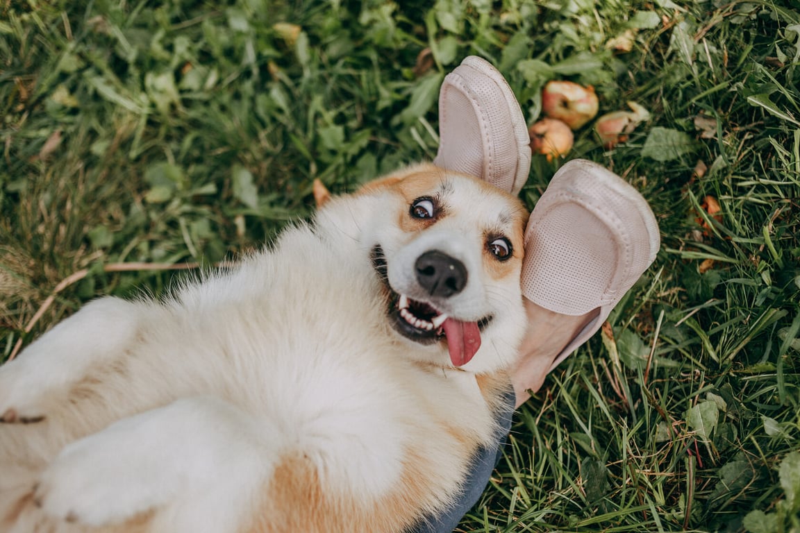 Скільки коштує коргі в Україні?