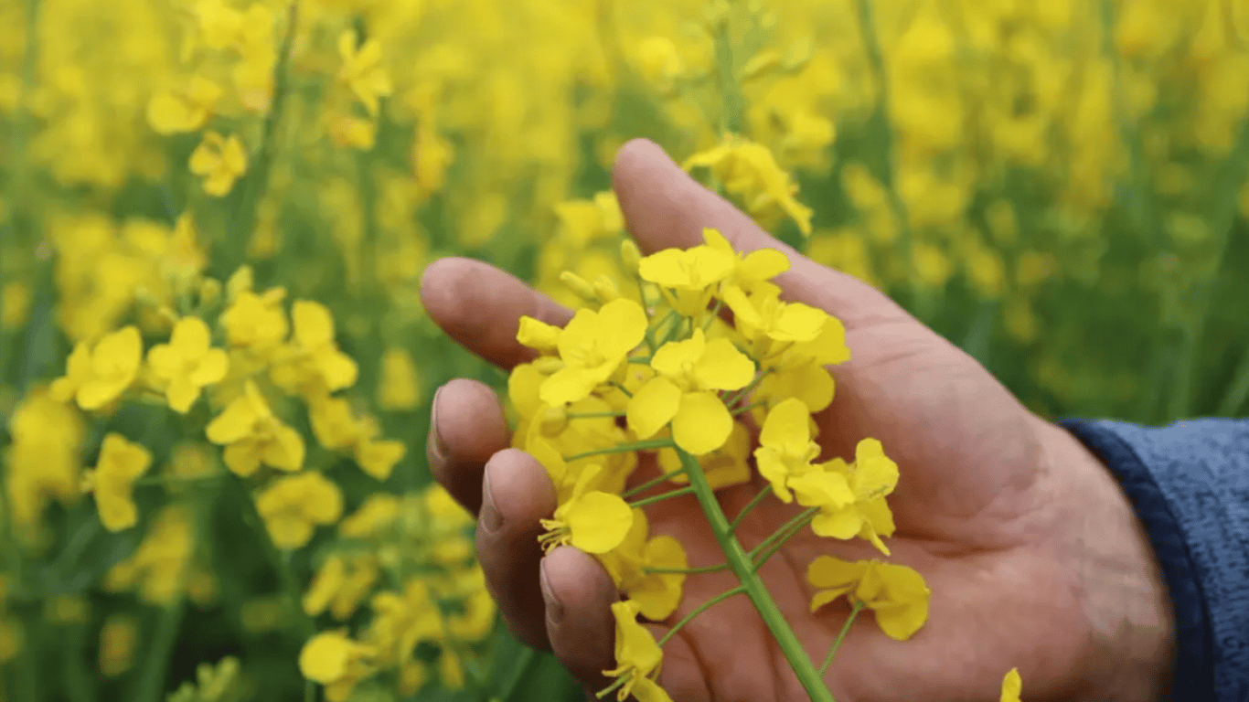 Як підготувати ріпак до зими — поради дачникам