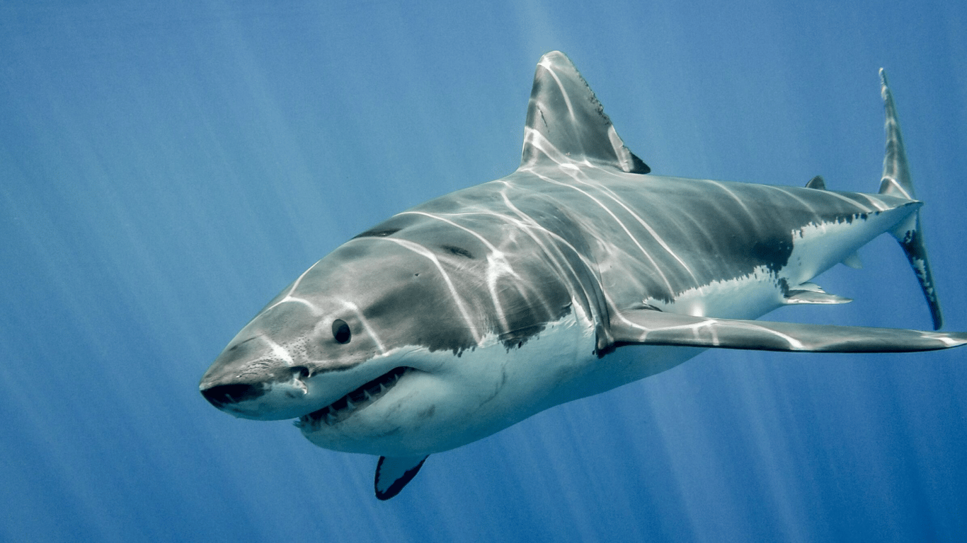В Египте акула напала на туристку и откусила ей руку