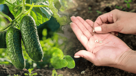 Эти сорта низкорослых огурцов дают рекордный урожай: что посадить - 285x160