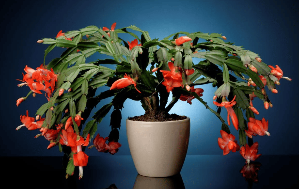 Рождественник