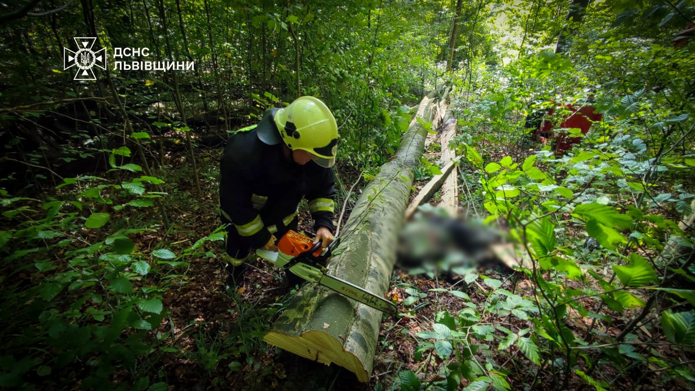 На Львівщині чоловік загинув через падіння дерева