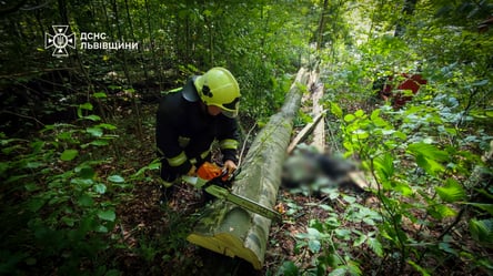 На Львівщині дерево вбило чоловіка — обставини інциденту - 285x160