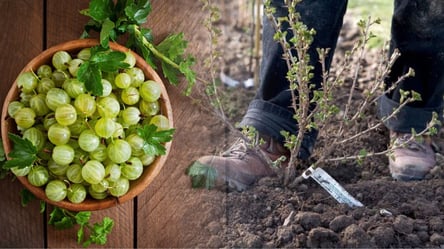 Як доглядати за аґрусом восени — врожай наступного року змусить сусідів заздрити - 285x160