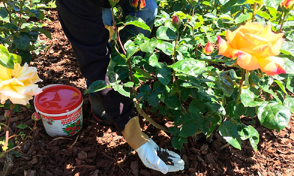 Процесс подкормки роз в саду