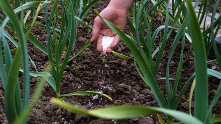Як удобрити часник при посадці восени — поради садівникам - 285x160