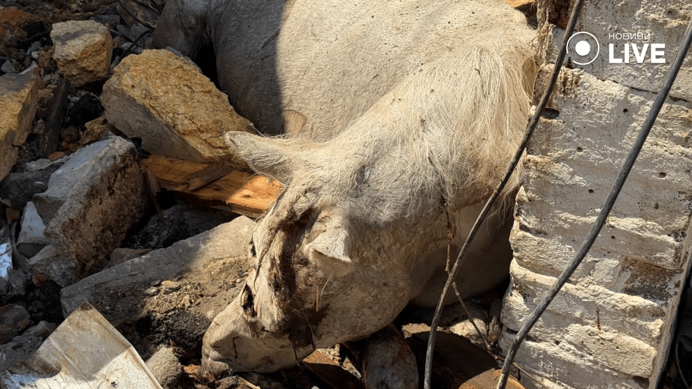 Загиблий кінь та знищене майно — наслідки обстрілу Одеси - фото 3