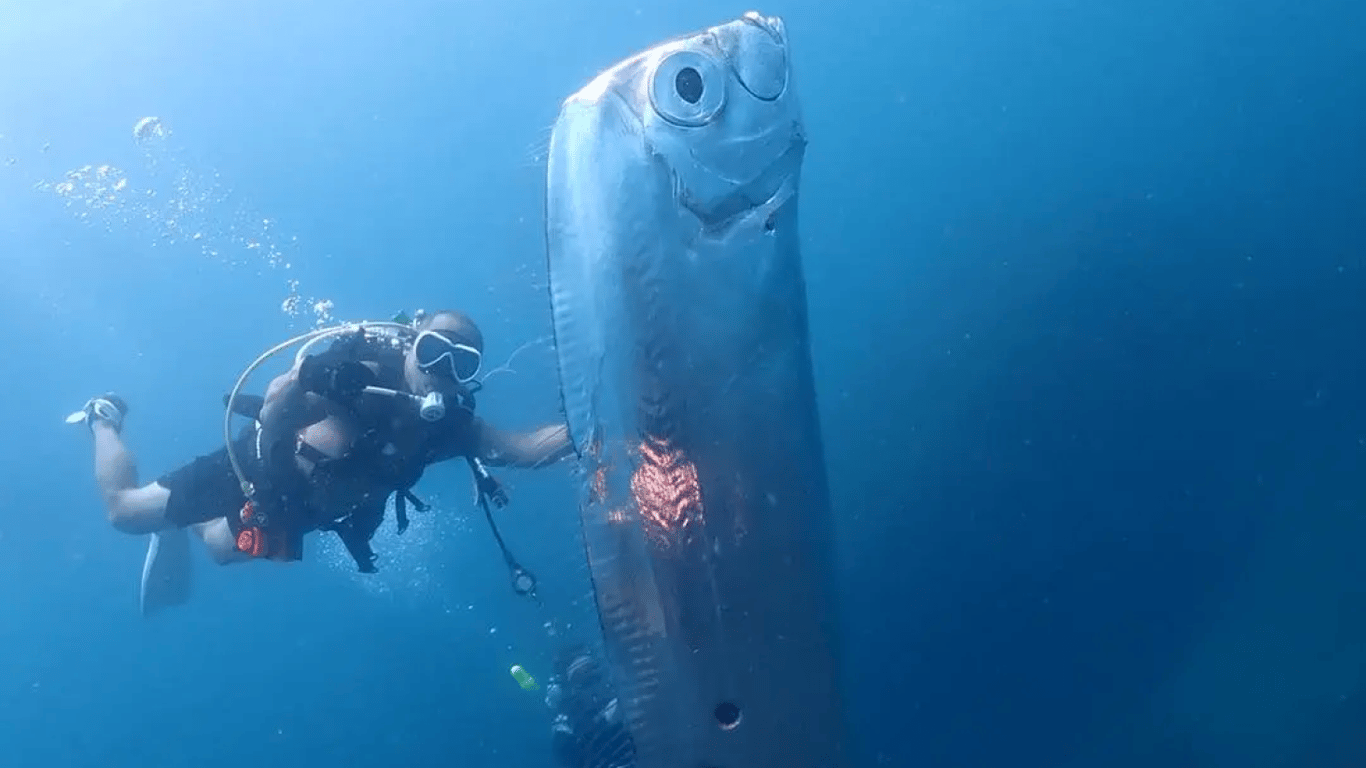 "Риба Судного дня": дайвери зафільмували надзвичайно рідкісну морську істоту