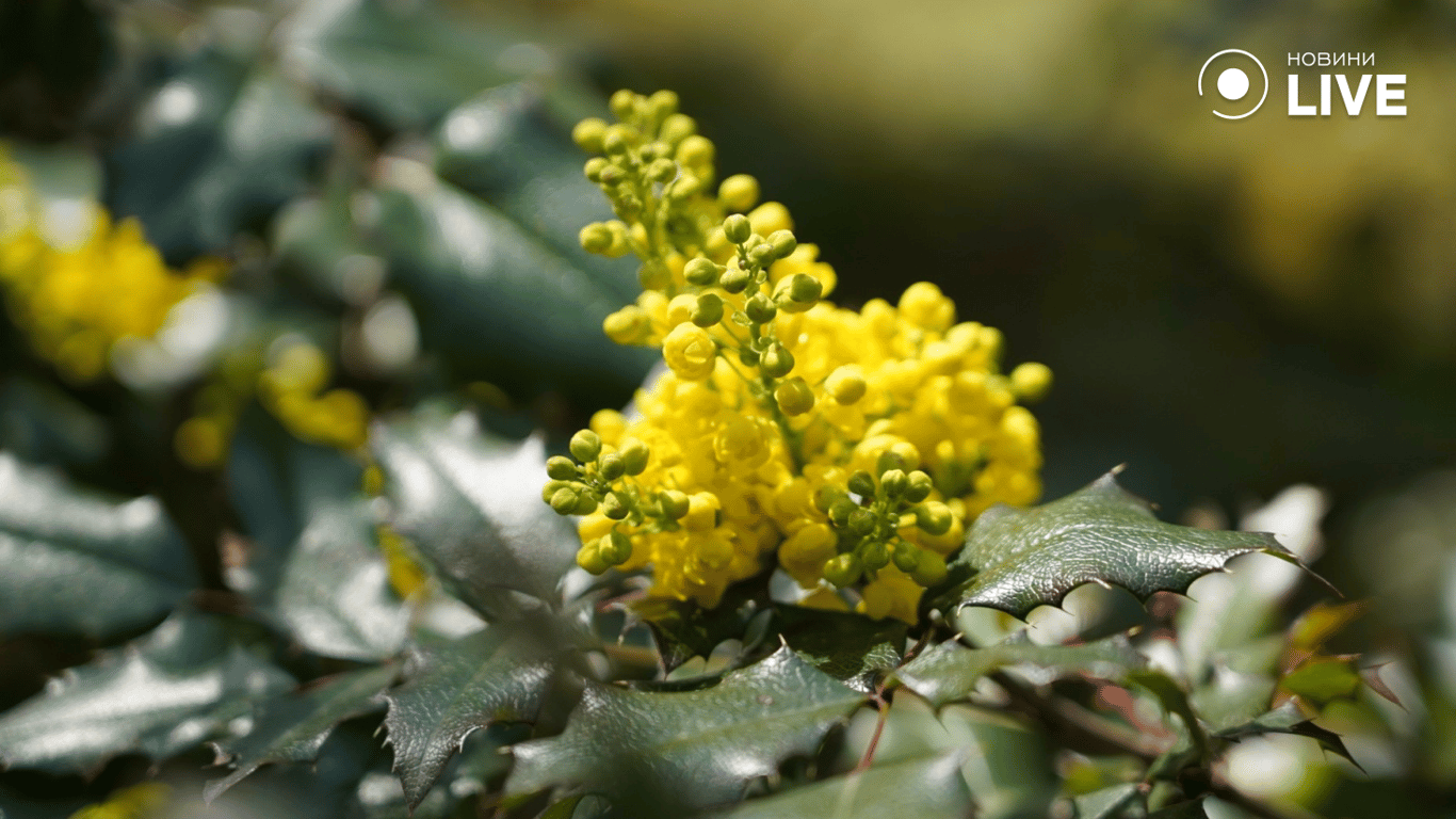 В Одесі зацвіла магнолія