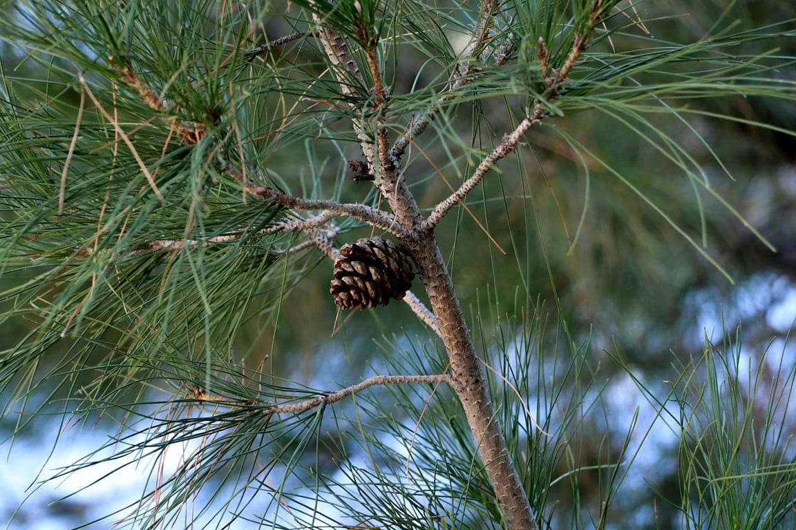 Народні прикмети та традиції на 8 листопада