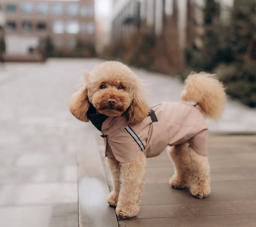 Одяг для собак на зиму — кому він дійсно потрібен - фото 2