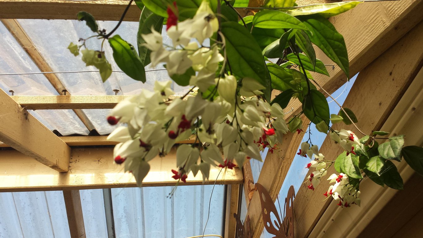 Где ставить клеродендрум — правильное освещение